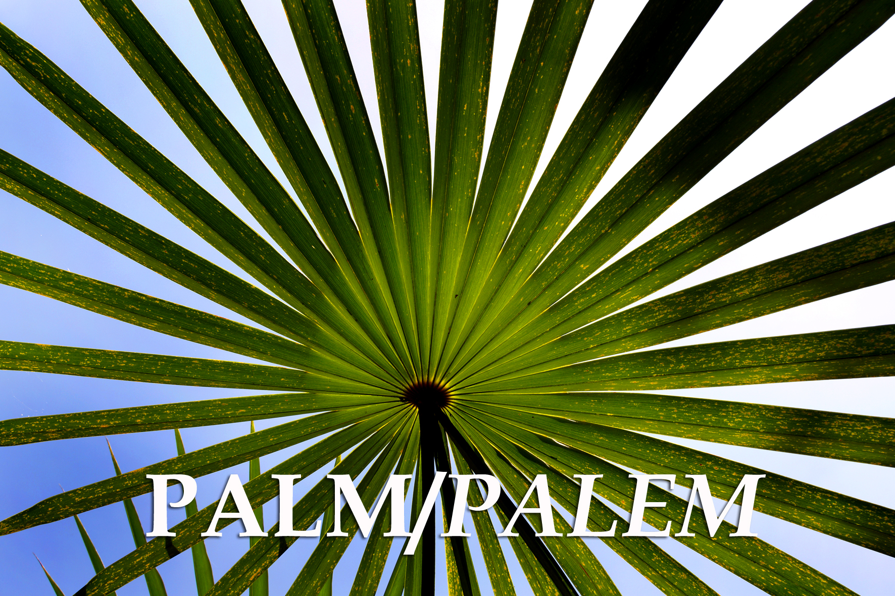 PALM / PALEM